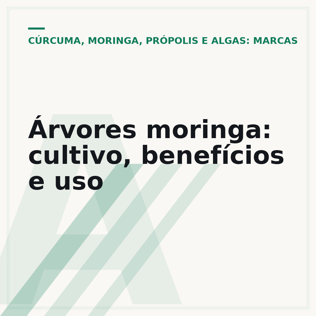 Árvores moringa: cultivo, benefícios e uso