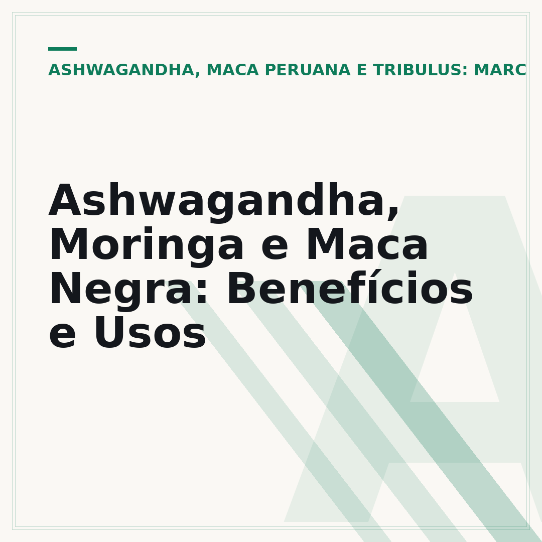 Ashwagandha, Moringa e Maca Negra: Benefícios e Usos