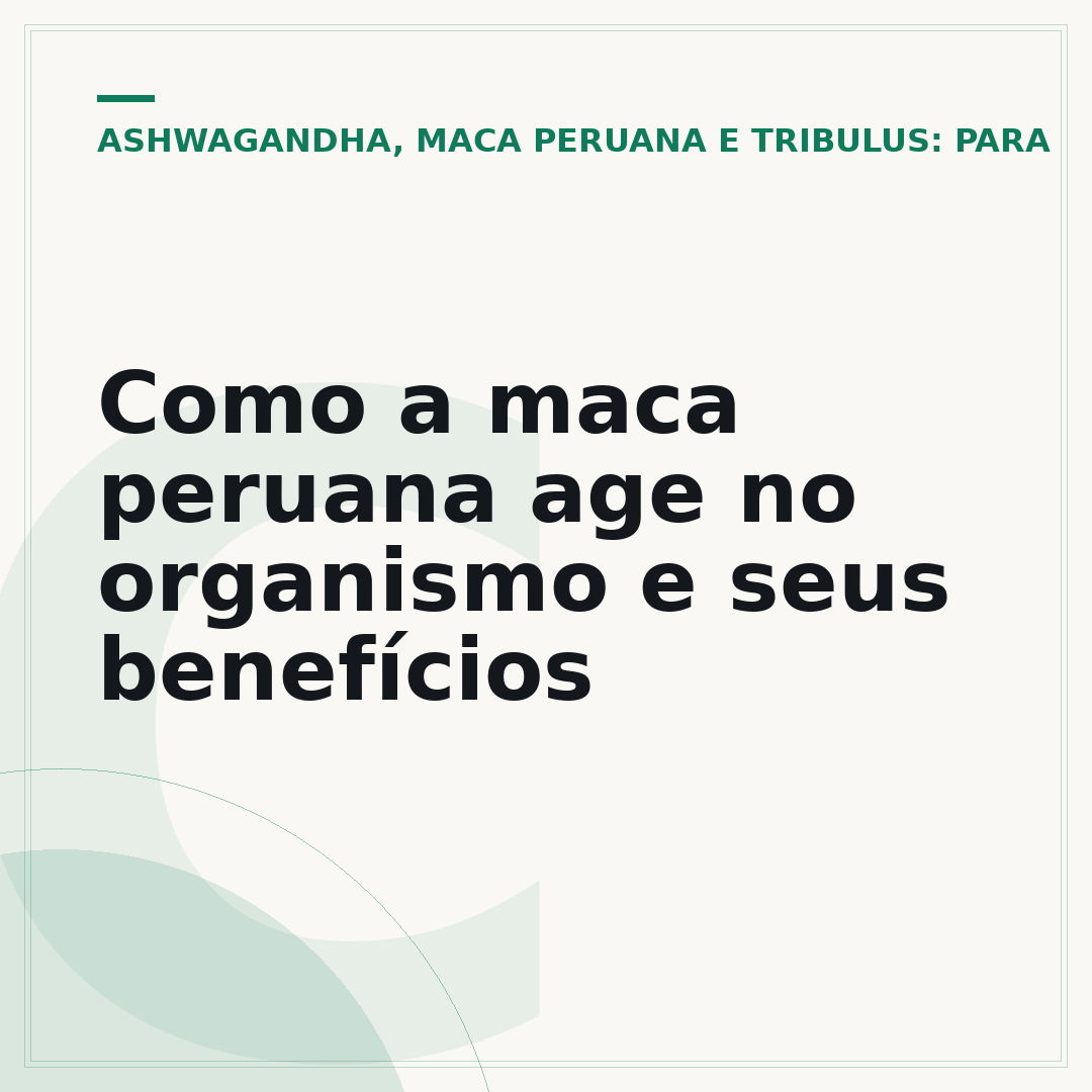 Como a maca peruana age no organismo e seus benefícios