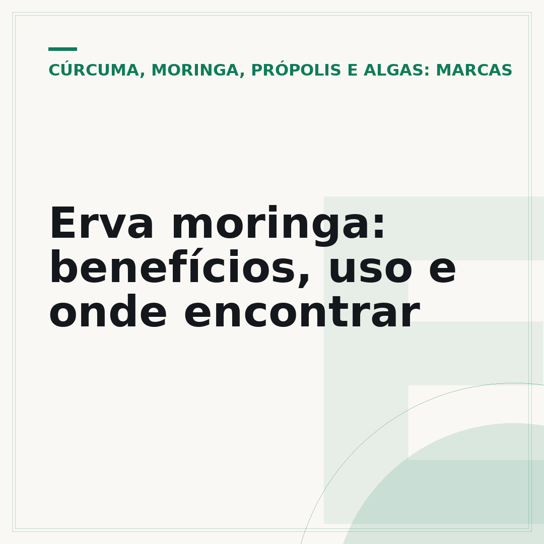 Erva moringa: benefícios, uso e onde encontrar