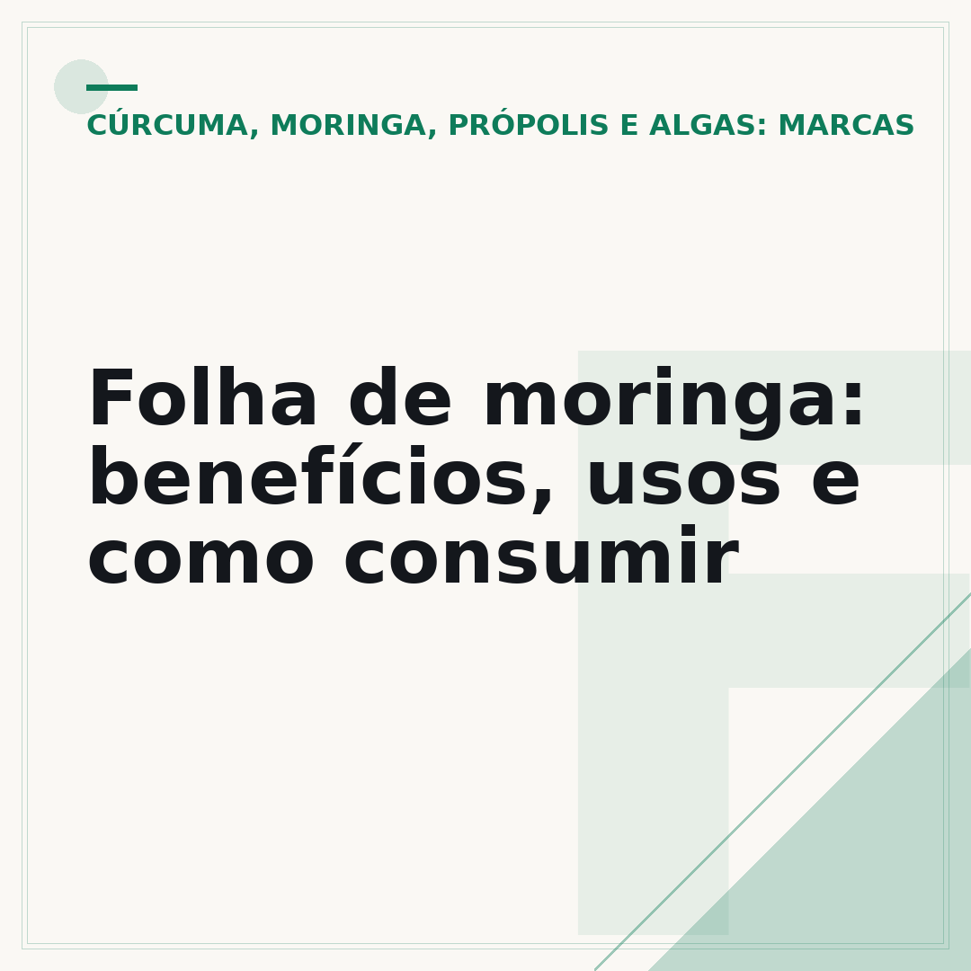 Folha de moringa: benefícios, usos e como consumir
