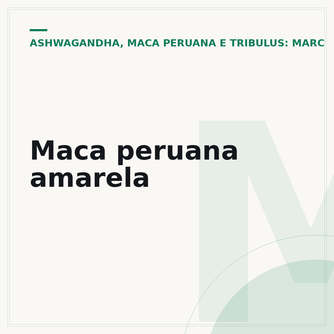 Maca peruana amarela