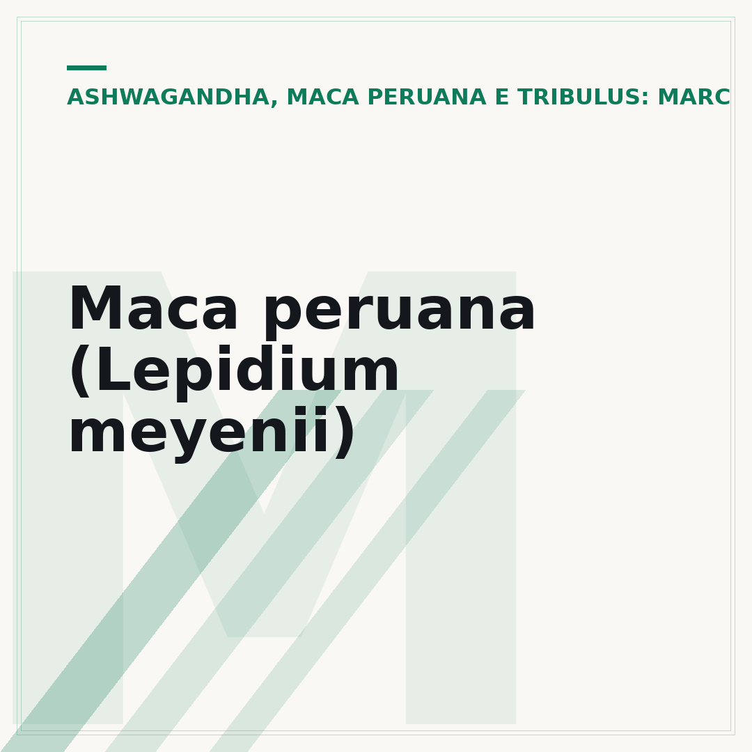 Maca peruana (Lepidium meyenii)