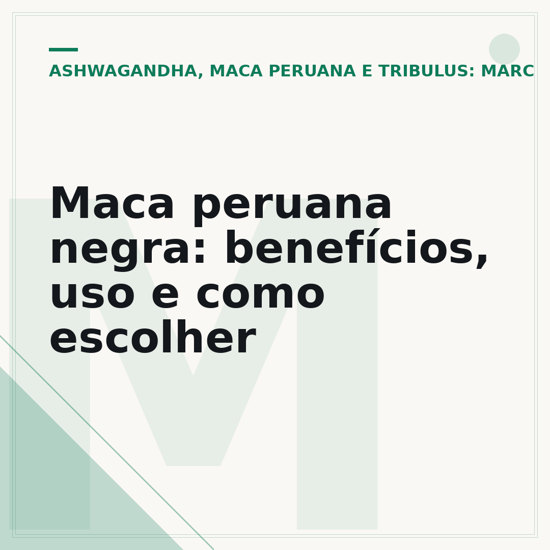 Maca peruana negra: benefícios, uso e como escolher
