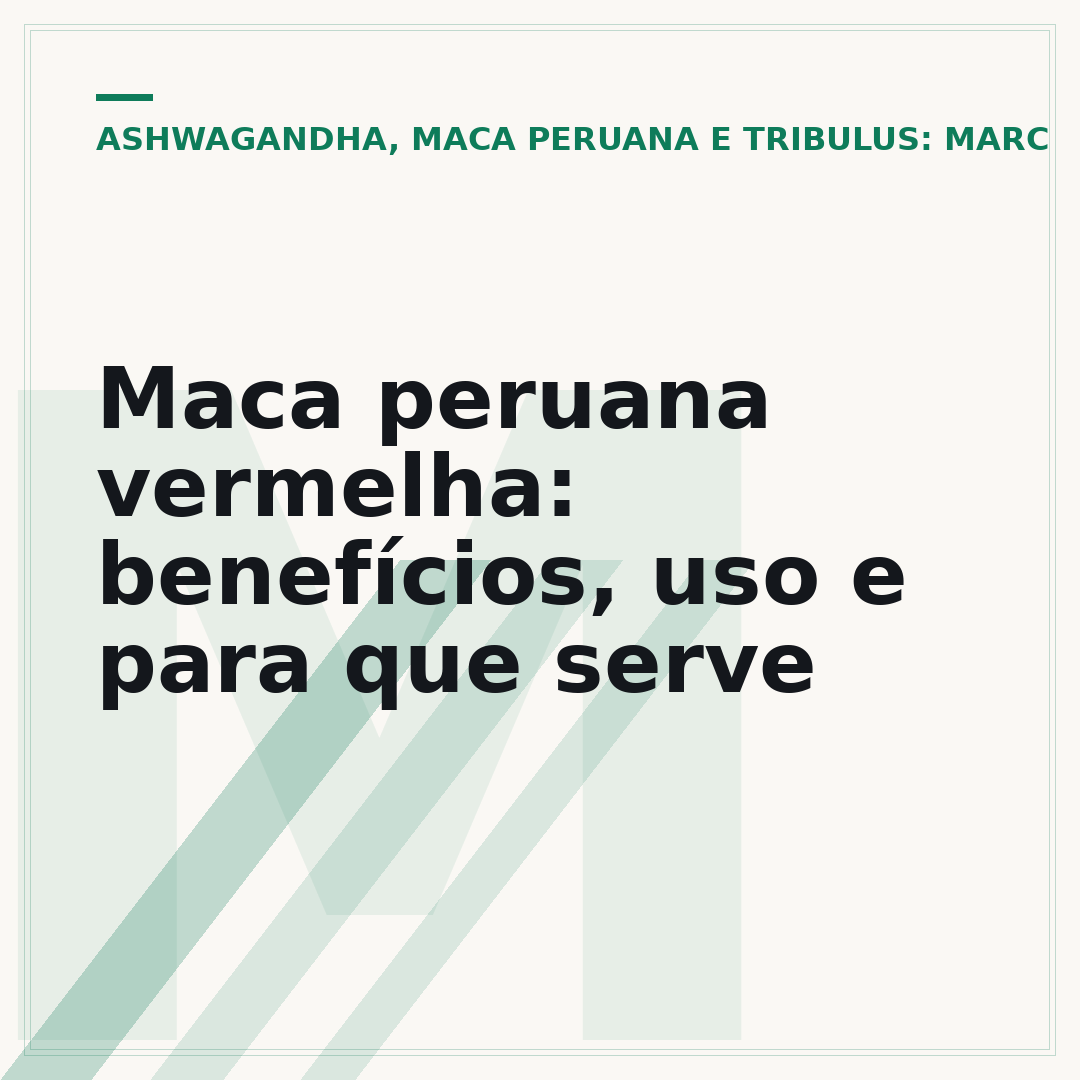 Maca peruana vermelha: benefícios, uso e para que serve