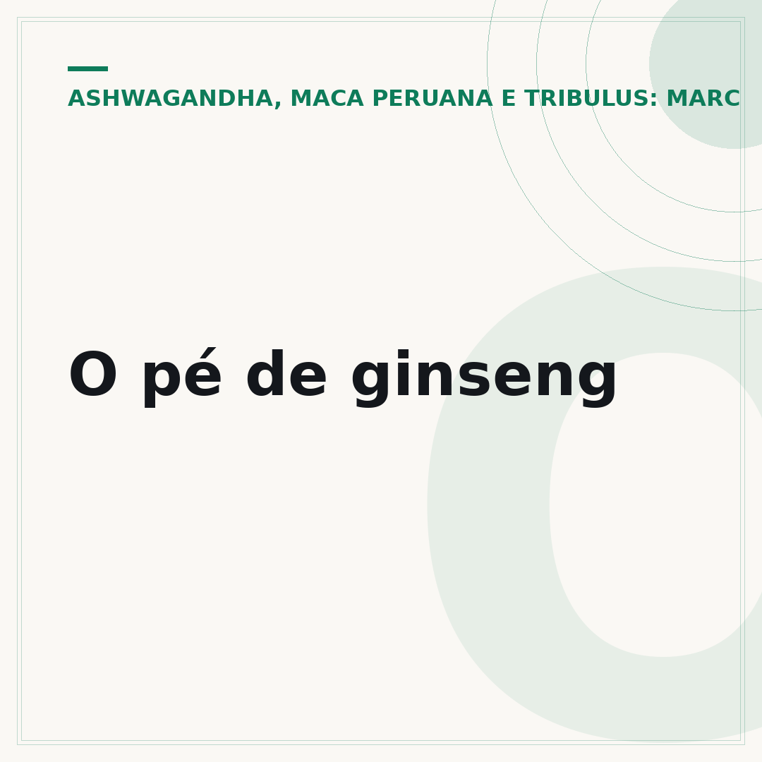 O pé de ginseng