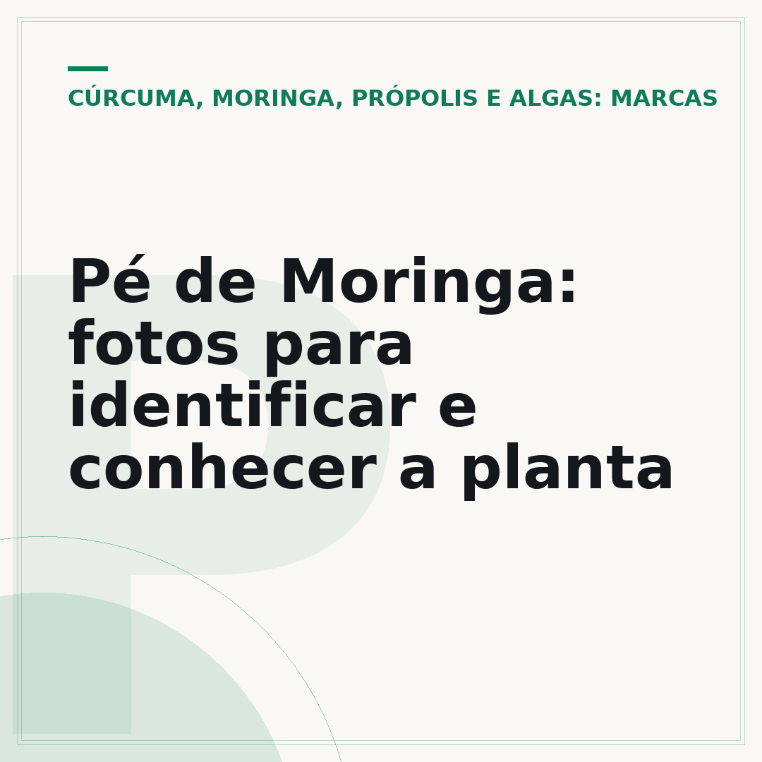 Pé de Moringa: fotos para identificar e conhecer a planta