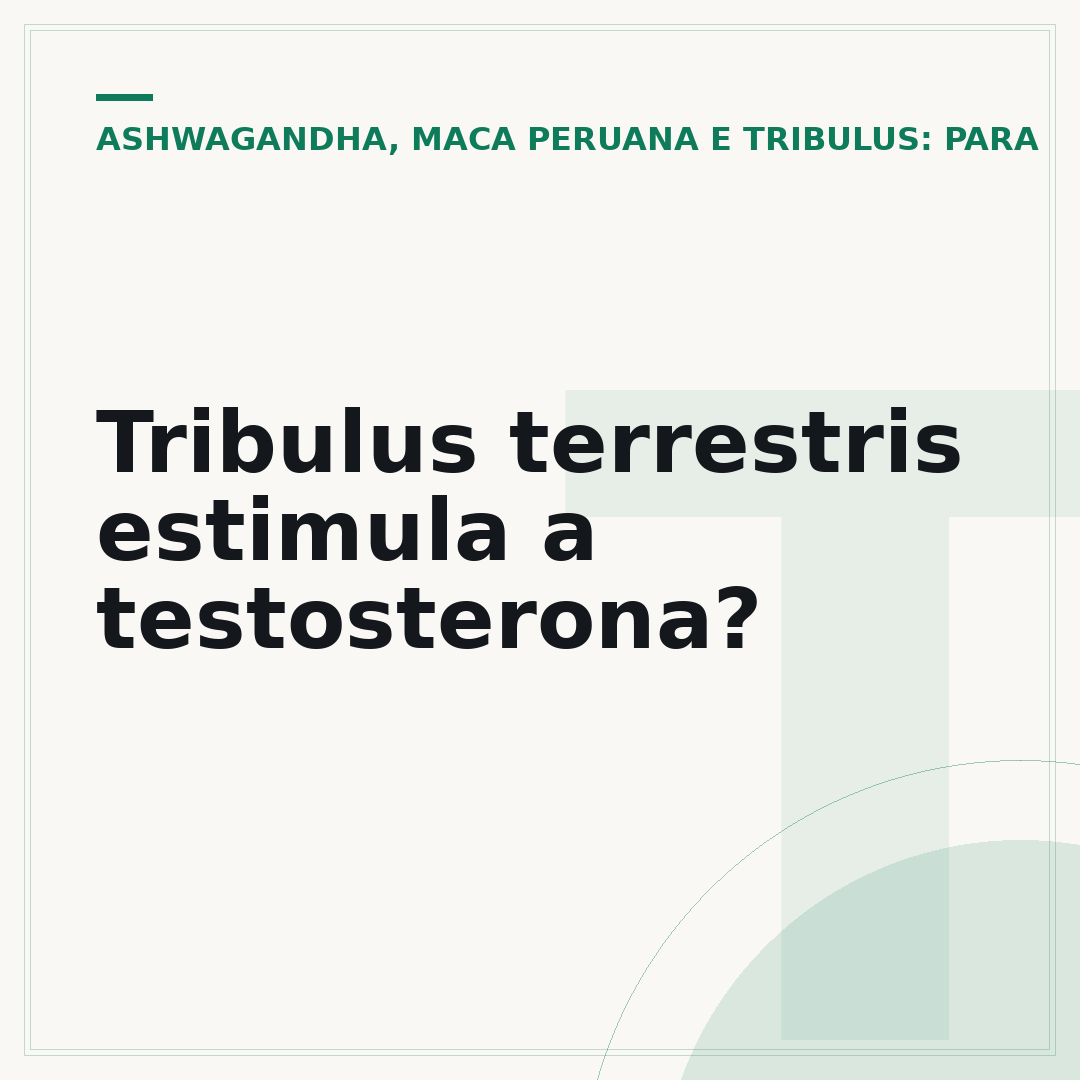 Tribulus terrestris estimula a testosterona?